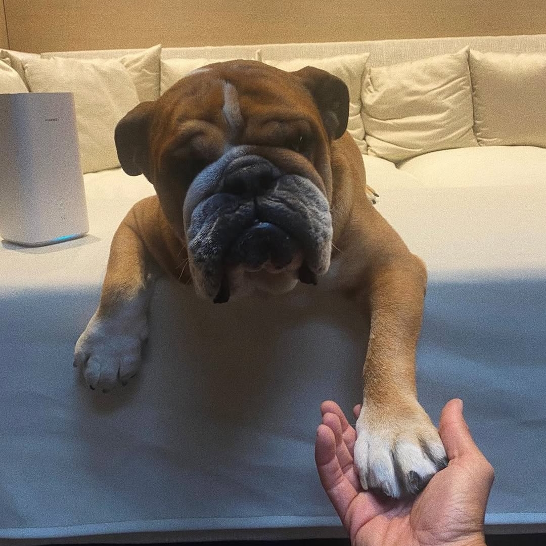 Roscoe fue compañero de Hamilton desde 2013. Fotos: Instagram de Roscoe